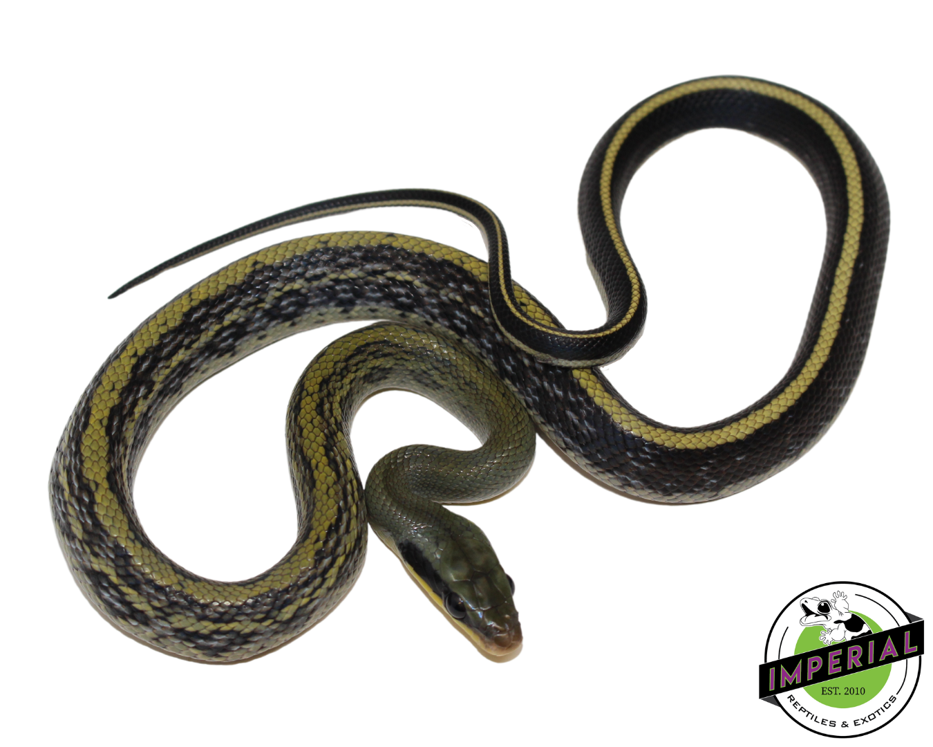 Sumatran Cave Dwelling Rat Snake Baby