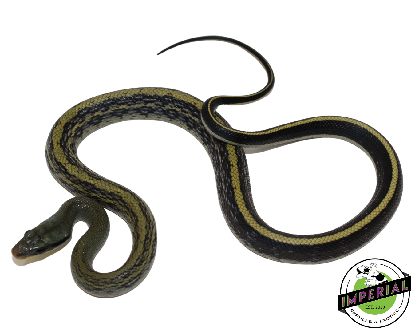 Sumatran Cave Dwelling Rat Snake Baby — image 2
