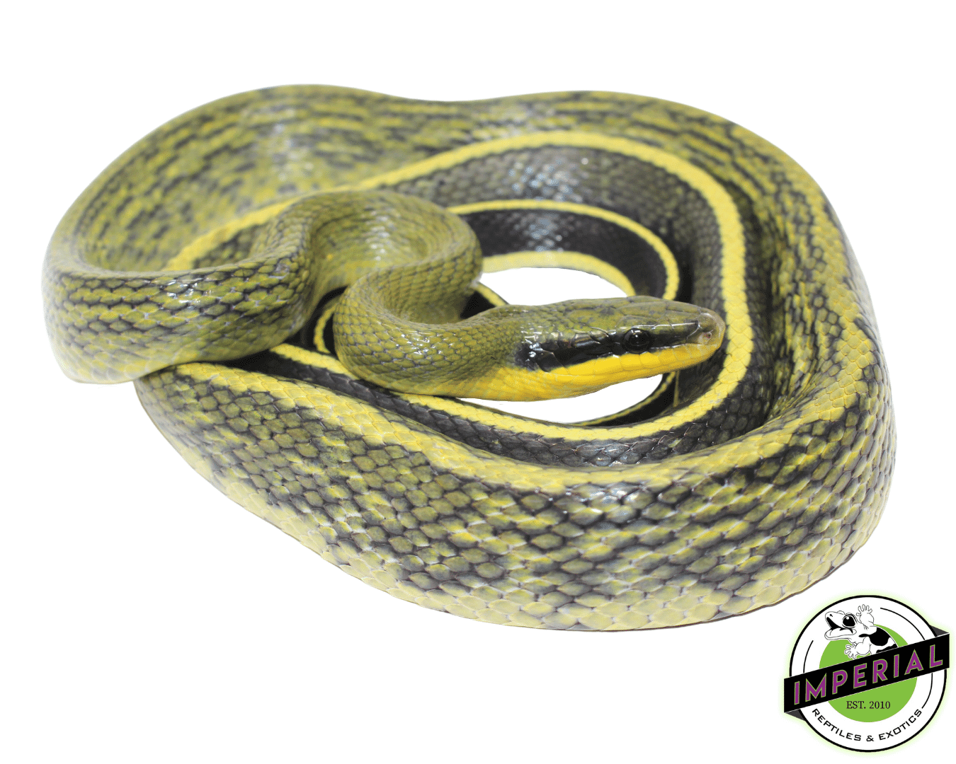 Sumatran Cave Dwelling Rat Snake — image 2