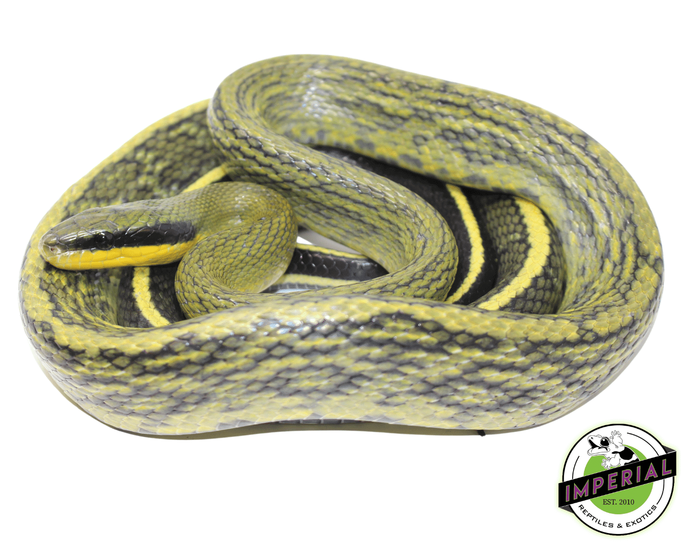 Sumatran Cave Dwelling Rat Snake