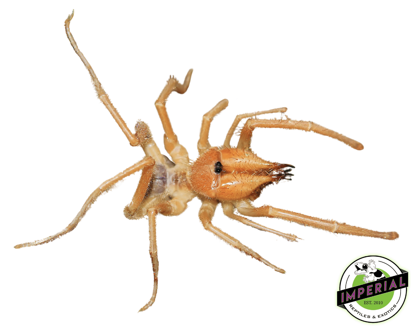 Sun Spider