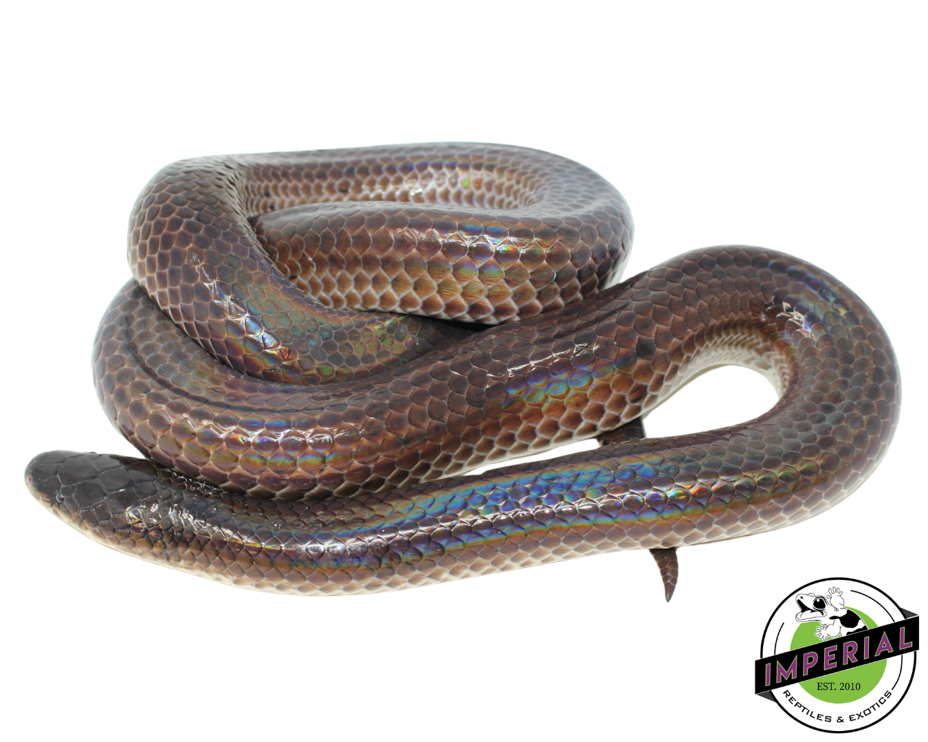 Sunbeam Snake