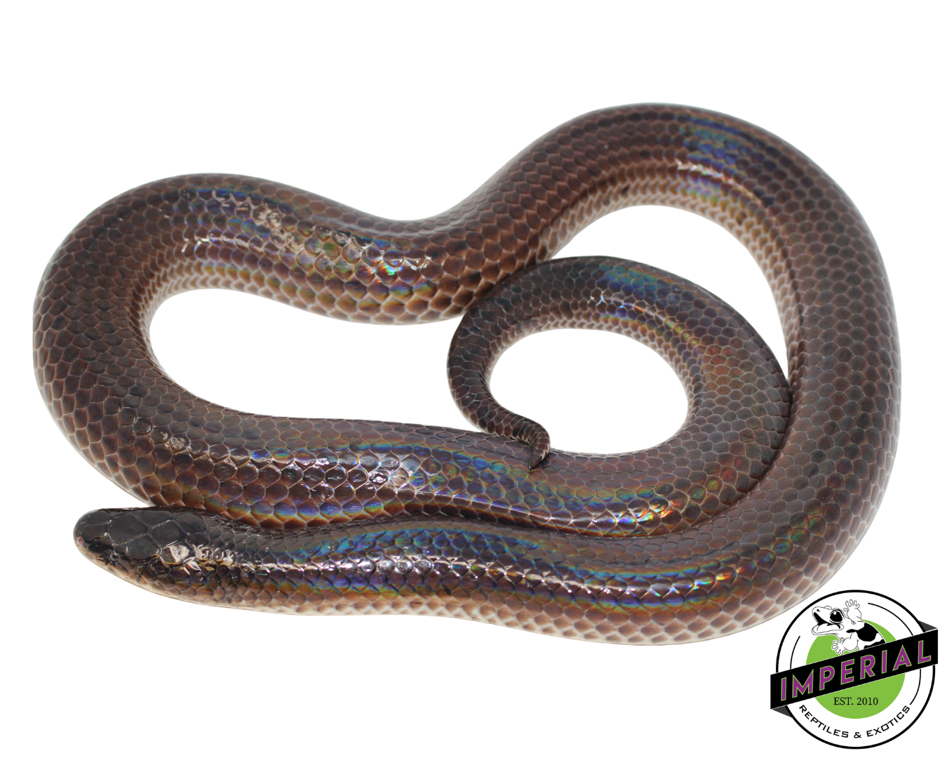 Sunbeam Snake — image 3