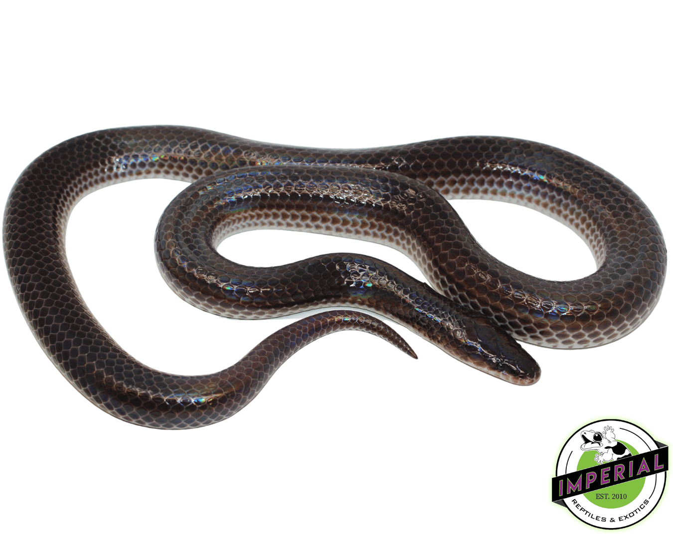 Sunbeam Snake — image 2
