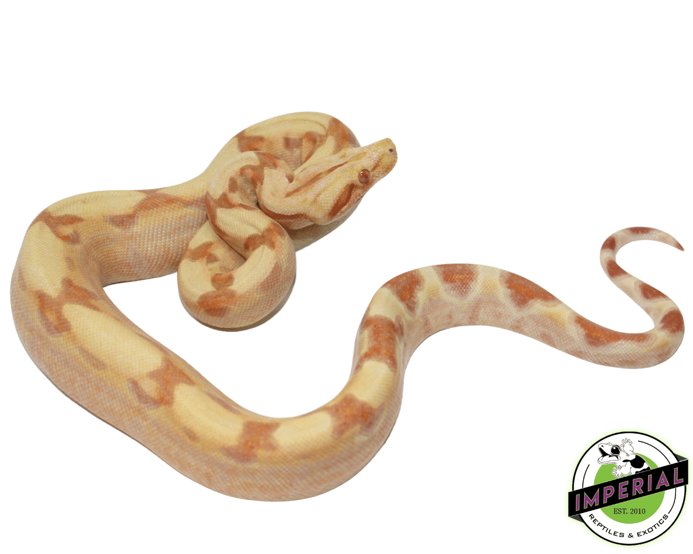 Sunglow Colombian Boa Baby — image 2