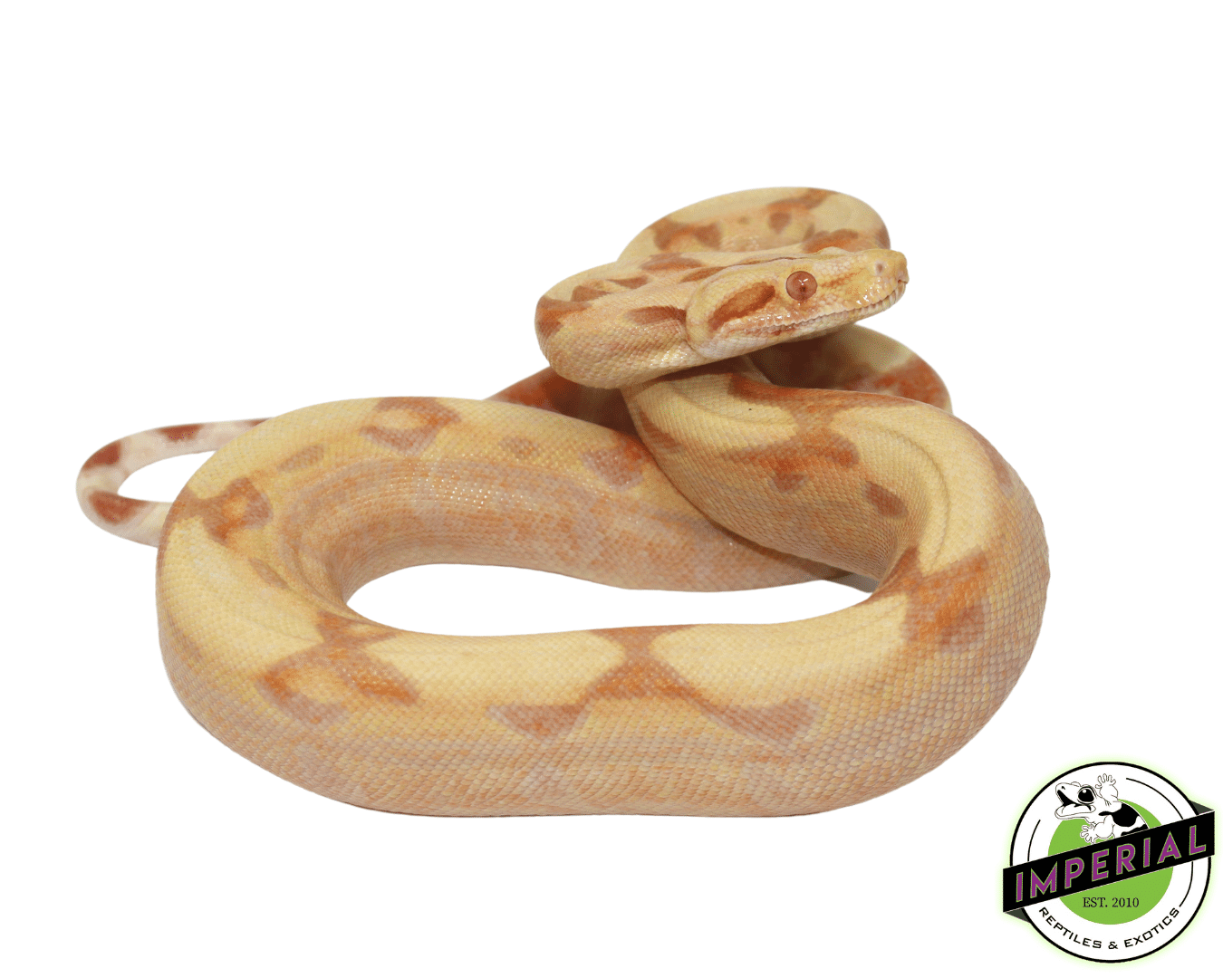 Sunglow Colombian Boa Baby — image 3