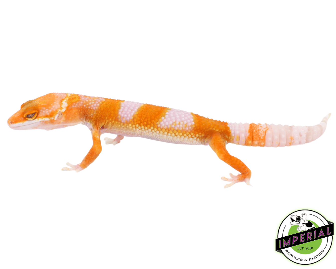 Sunglow Leopard Gecko Baby