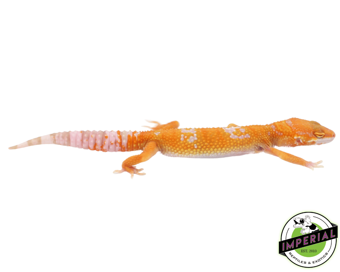 Sunglow Leopard Gecko Baby — image 2