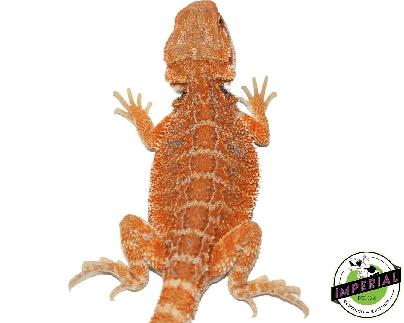 Sunrise Hypo Bearded Dragon Female (#61523-07) — image 2