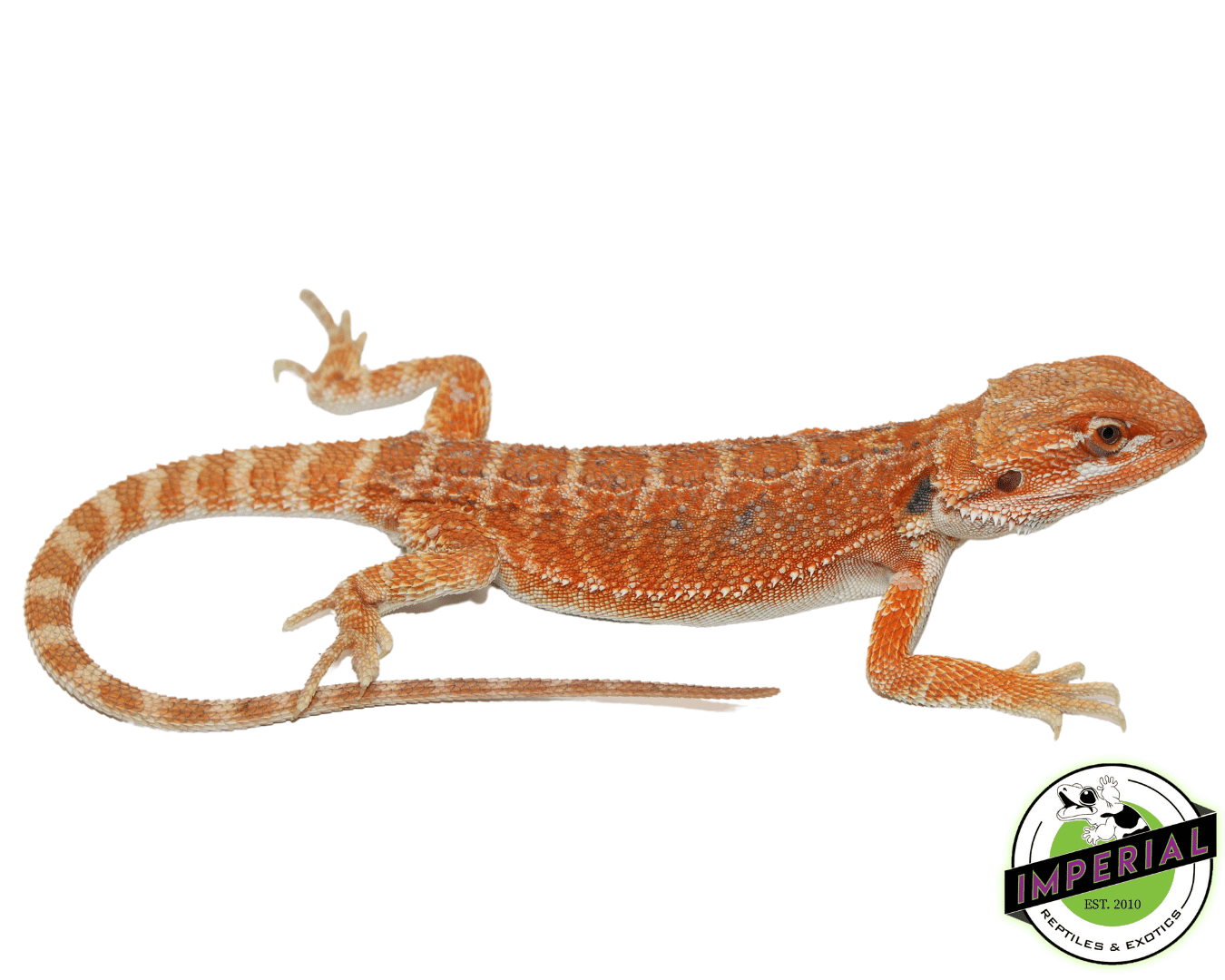Sunrise Hypo Bearded Dragon Female (#61523-07)