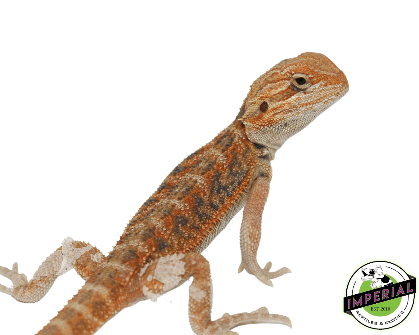 Sunset Hypo Bearded Dragon Baby — image 2