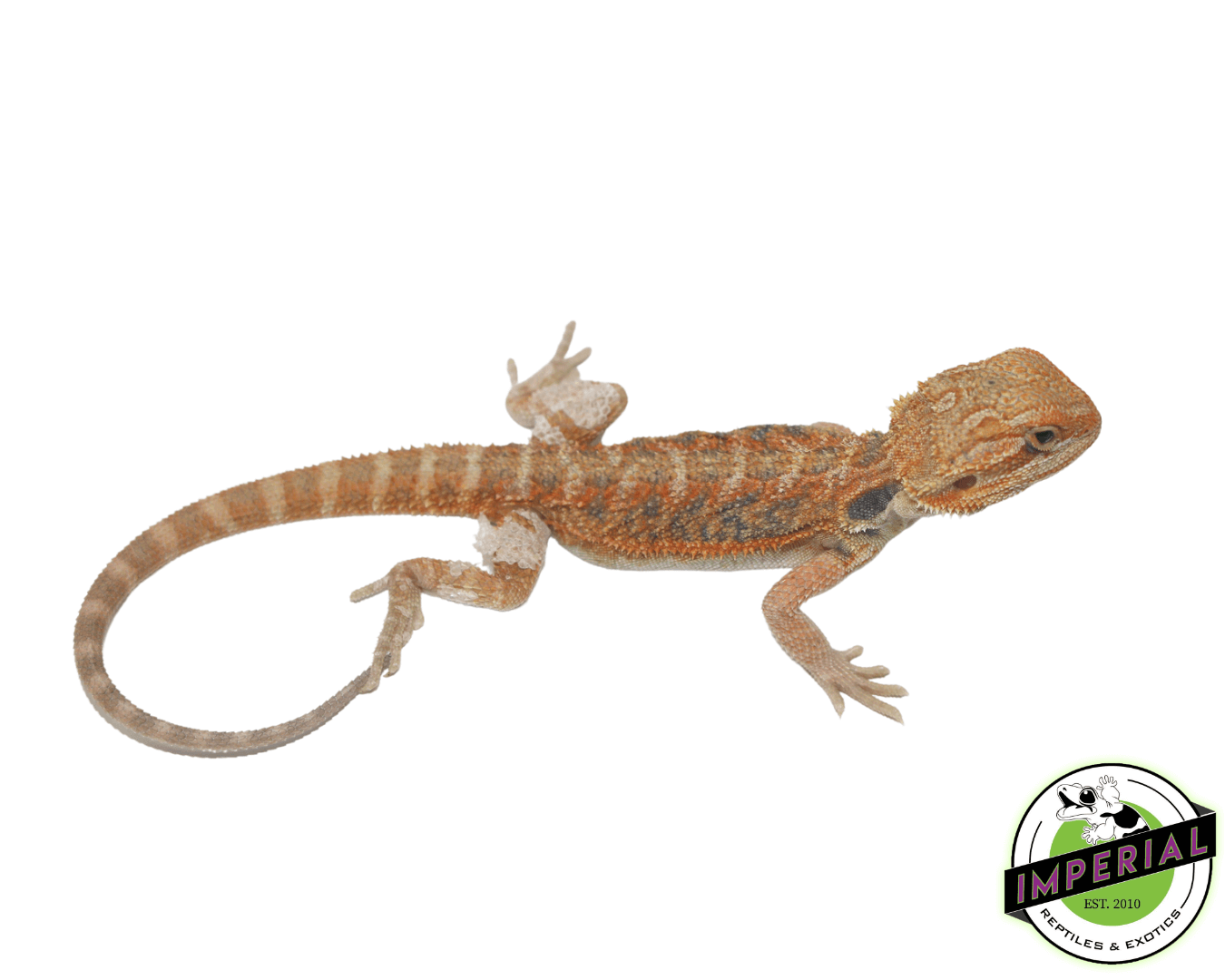 Sunset Hypo Bearded Dragon Baby