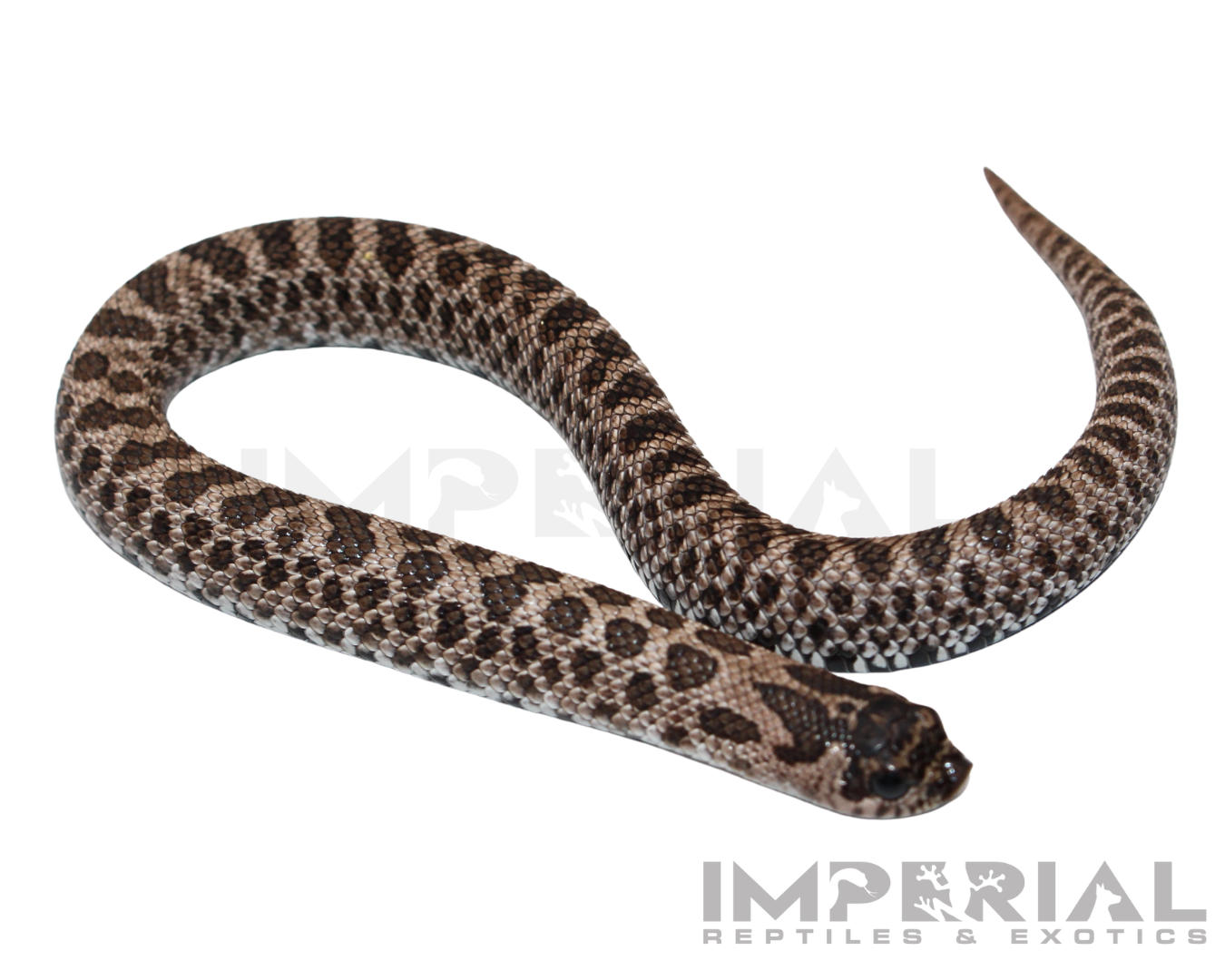 Super Arctic Western Hognose Baby — image 2