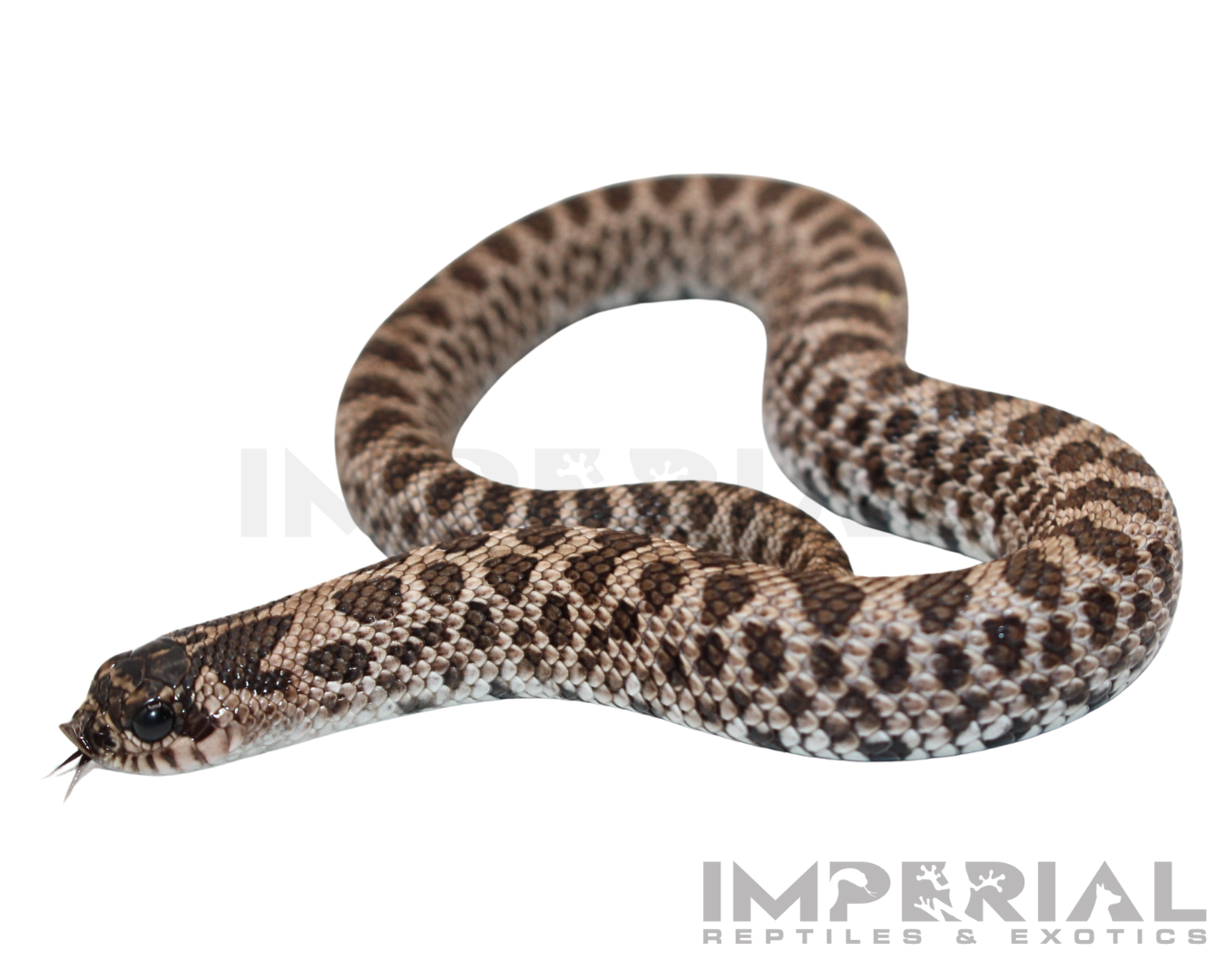 Super Arctic Western Hognose Baby — image 3
