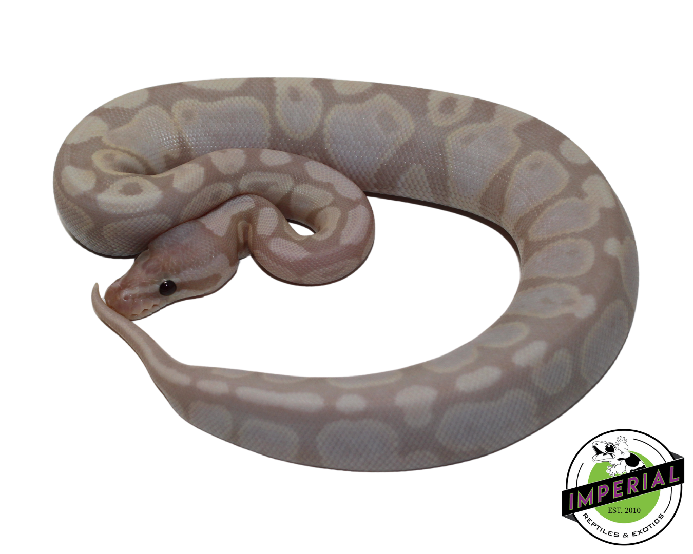 Super Banana Ball Python