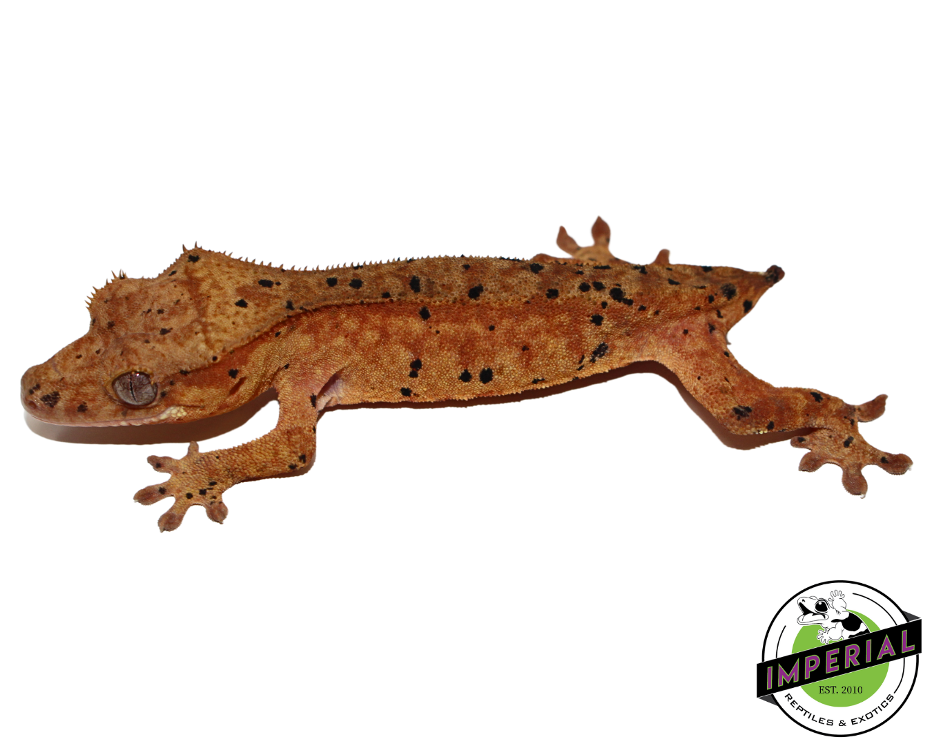 Super Dalmatian Crested Gecko (#112524-09)