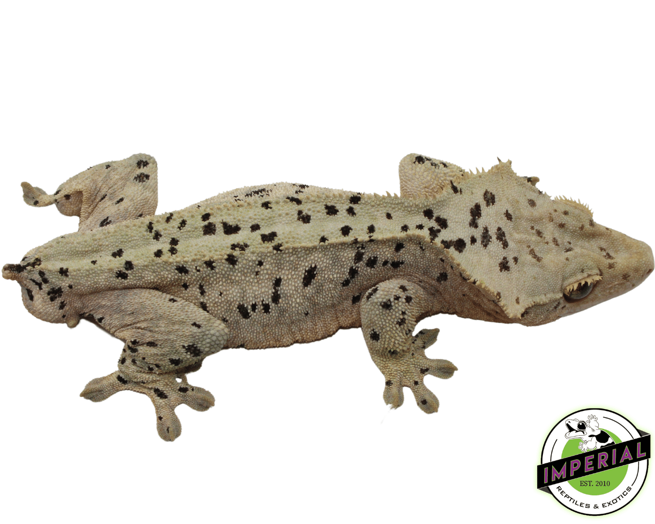 Super Dalmatian Crested Gecko Adult Male (#101223-I17) — image 2