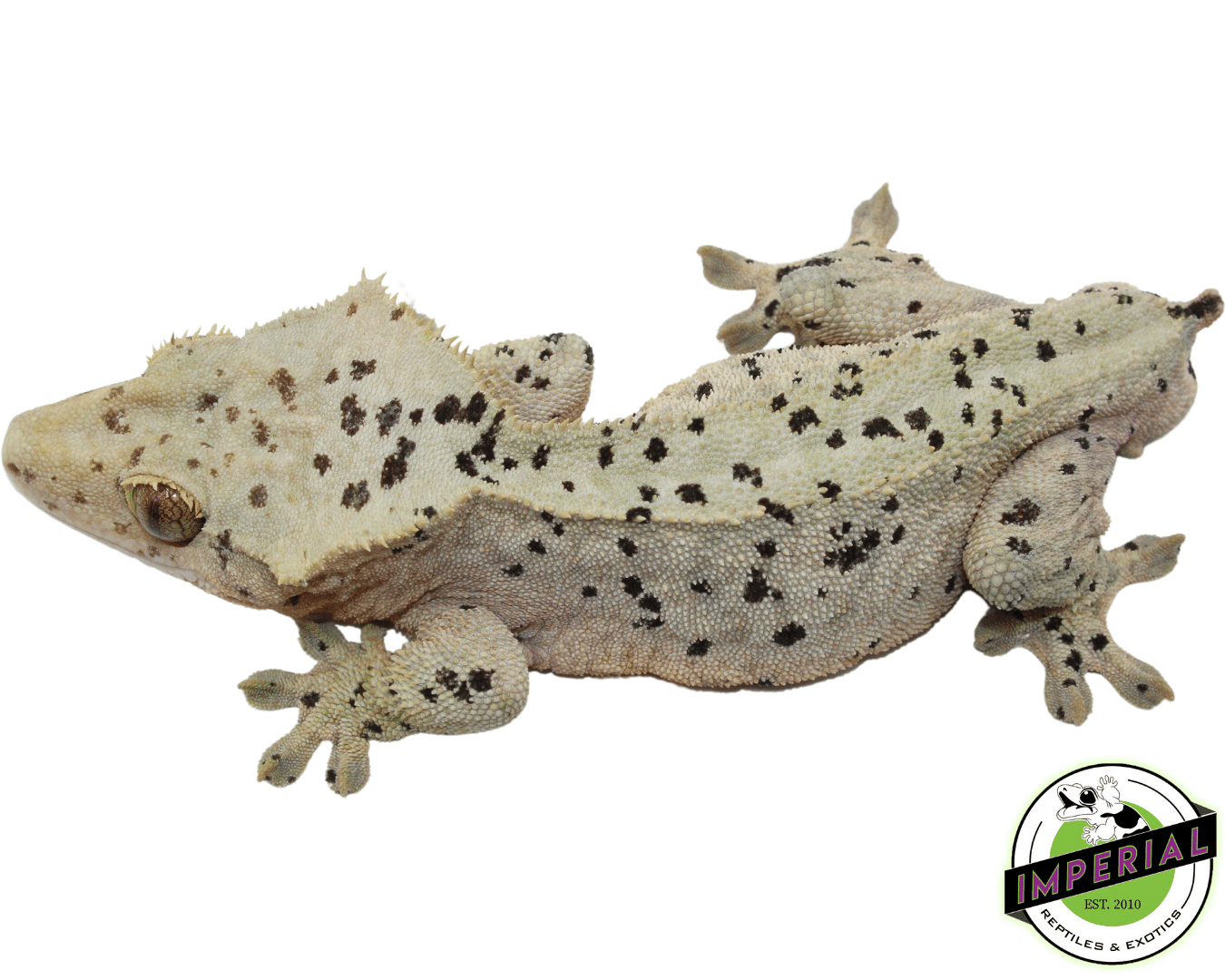 Super Dalmatian Crested Gecko Adult Male (#101223-I17)