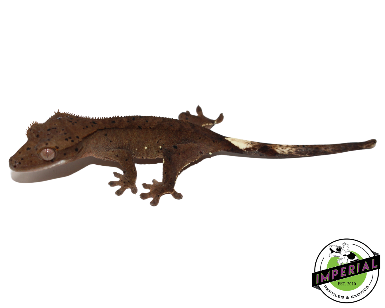 Super Dalmatian Crested Gecko Baby