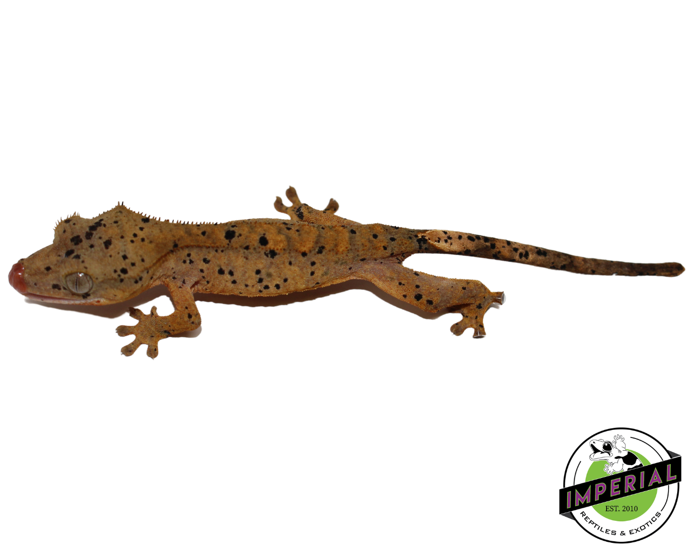 Super Dalmatian Crested Gecko Baby — image 2