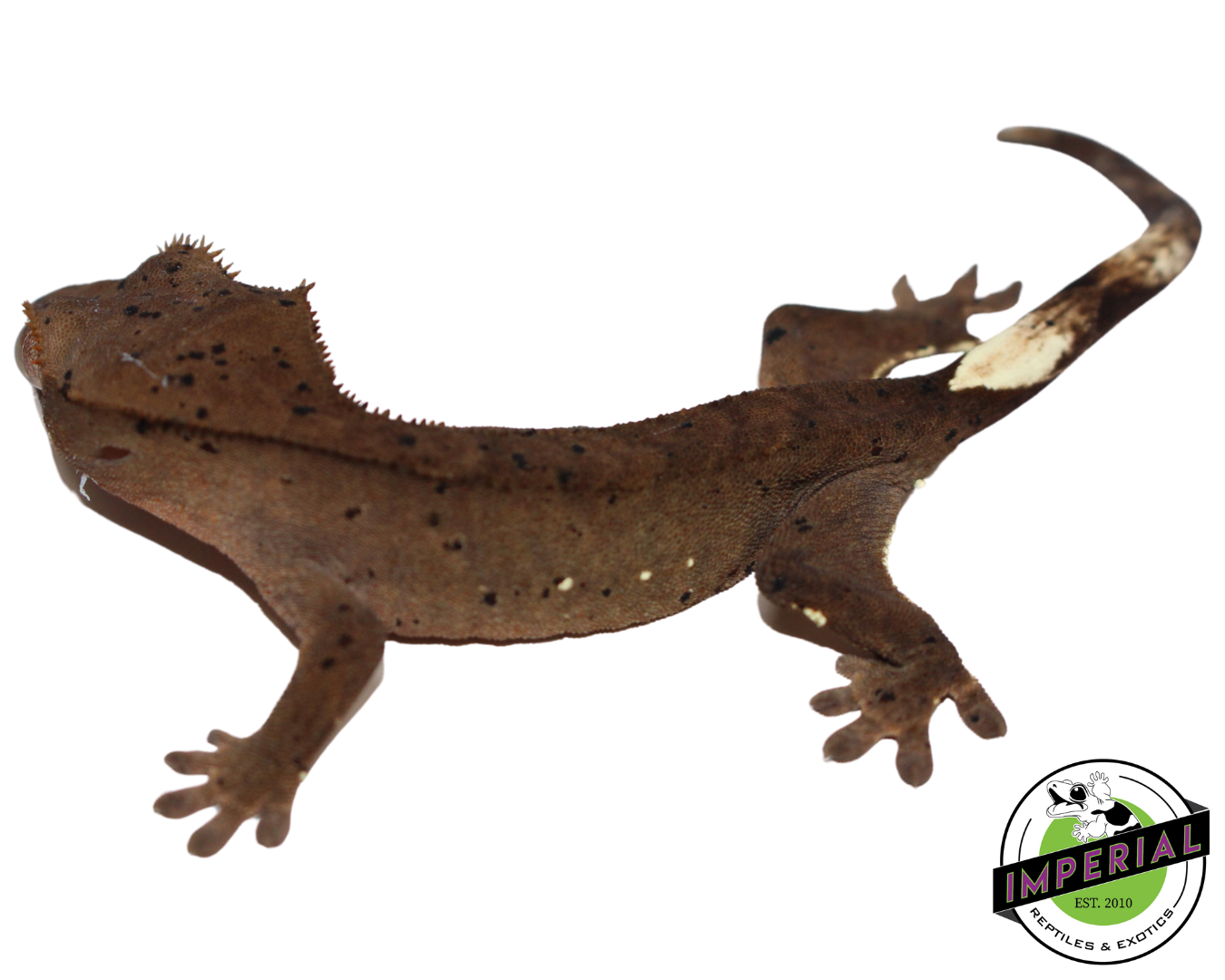 Super Dalmatian Crested Gecko Baby — image 3