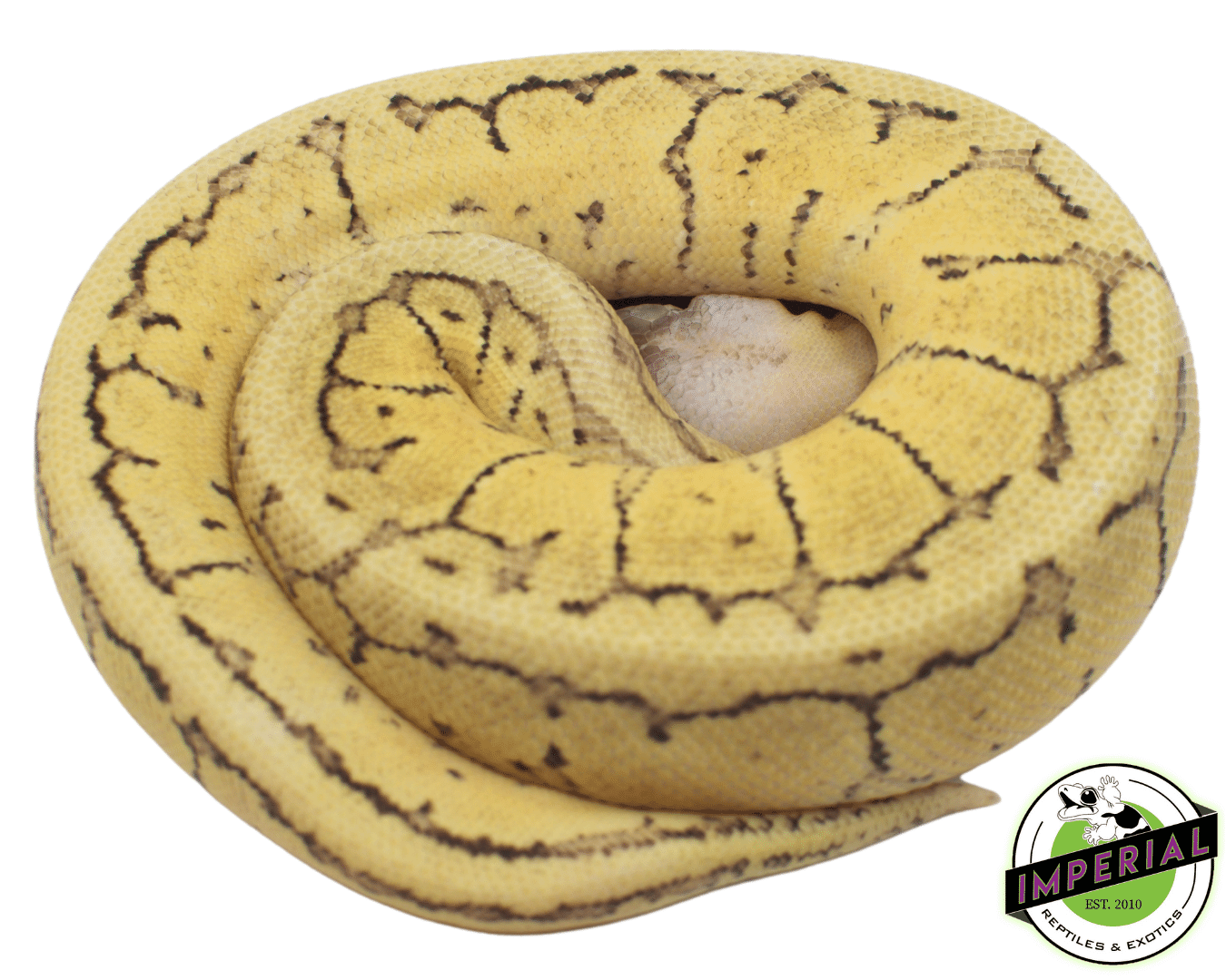 Super Dragonfly Ball Python — image 2