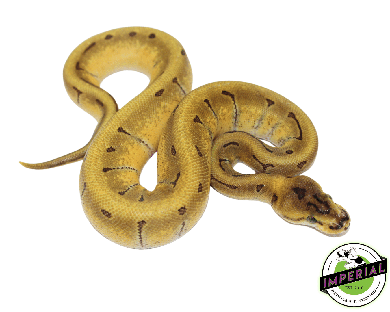 Super Enchi Leopard Orange Dream Pinstripe Ball Python