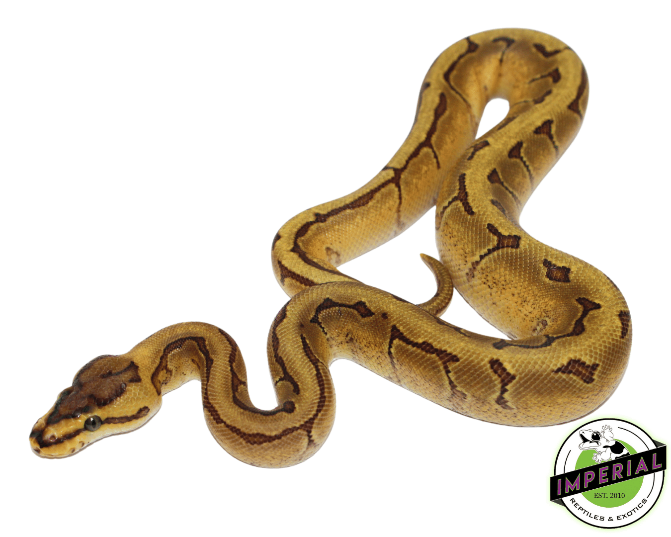 Super Enchi Leopard Orange Dream Pinstripe Ball Python — image 2