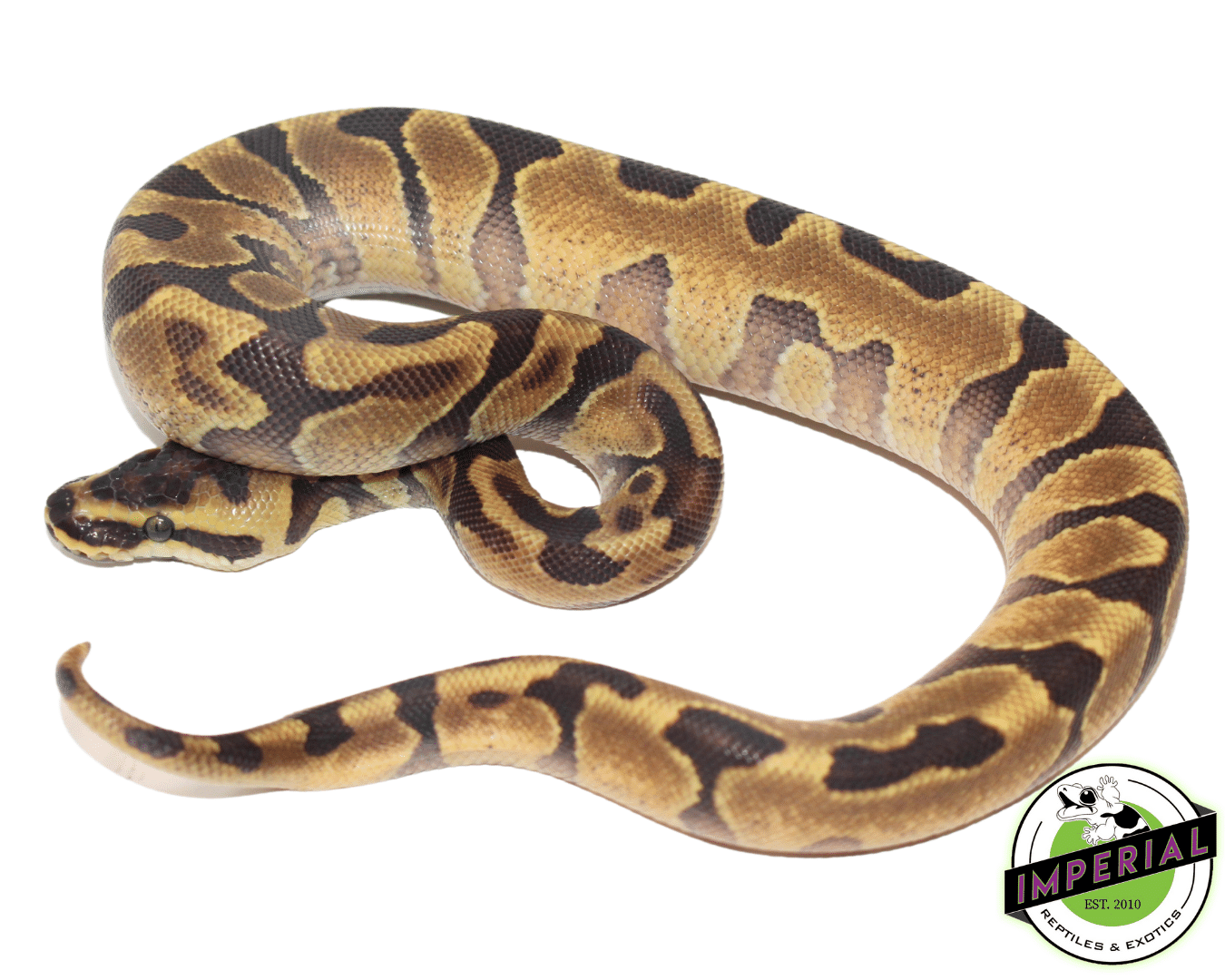 Super Enchi Yellowbelly Ball Python Baby — image 2