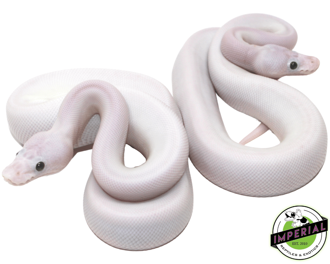 Super Fire (Black Eyed Lucy) Ball Python — image 2