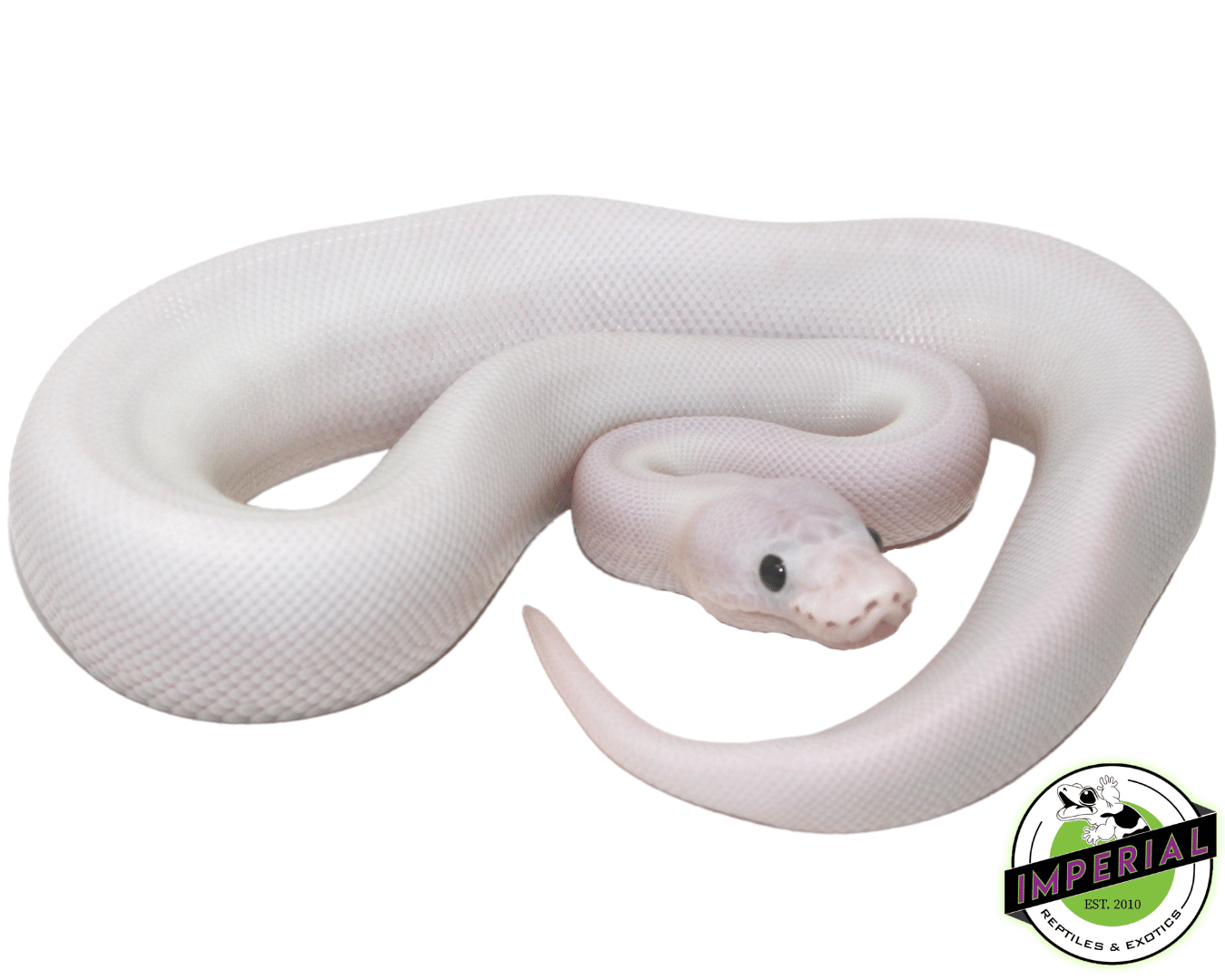Super Fire (Black Eyed Lucy) Ball Python