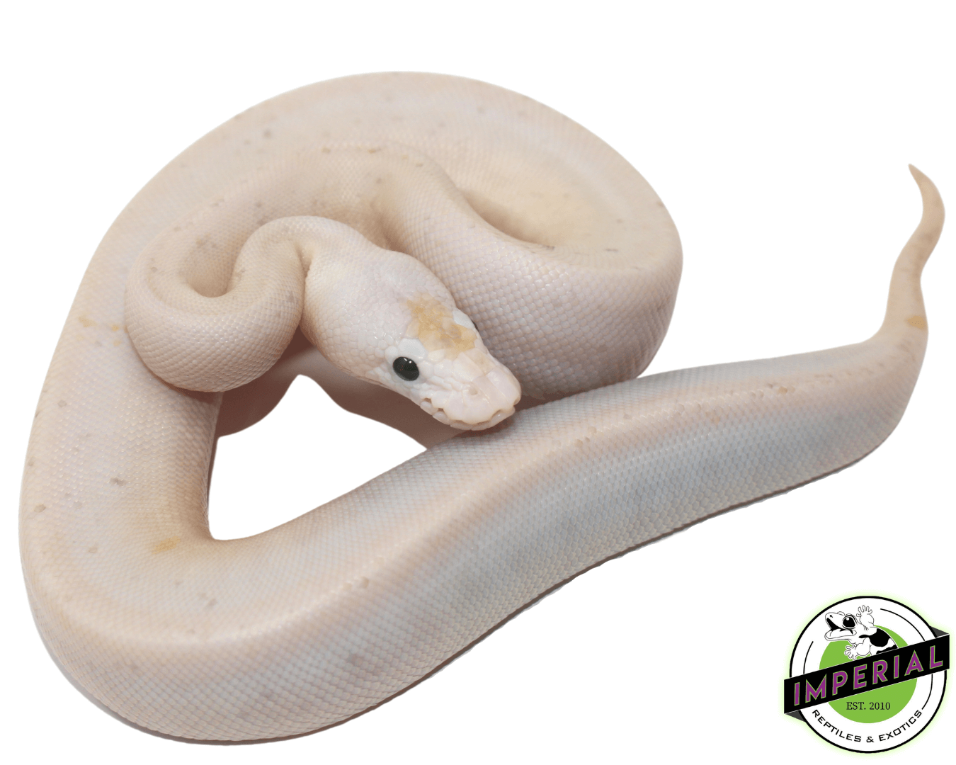 Super Fire (Black Eyed Lucy) Ball Python — image 3
