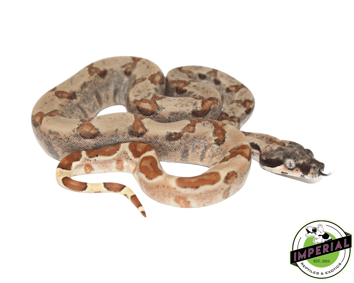 Super Hypo Colombian Boa Baby — image 2