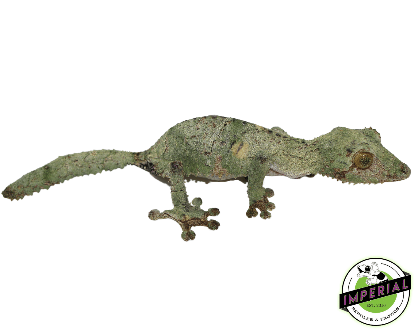 Super Mossy Leaf Tail Gecko (Uroplatus sameti) — image 3
