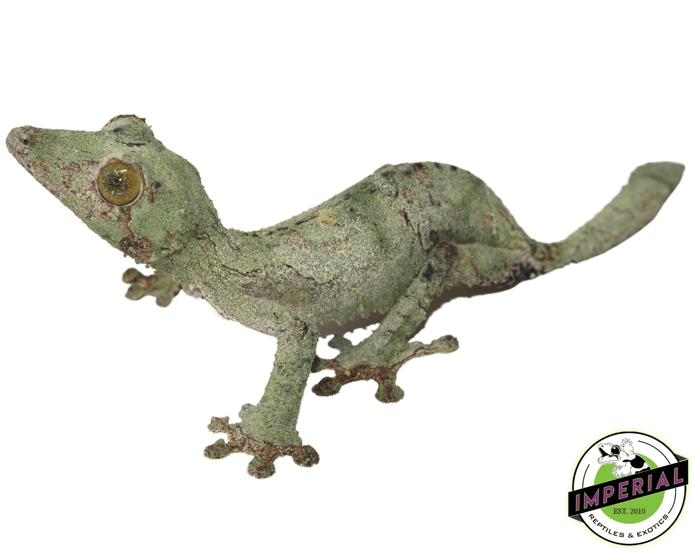 Super Mossy Leaf Tail Gecko (Uroplatus sameti)
