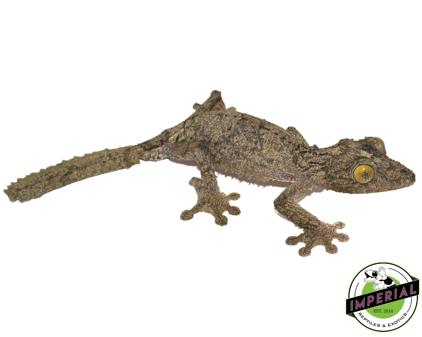 Super Mossy Leaf Tail Gecko (Uroplatus sameti) — image 2