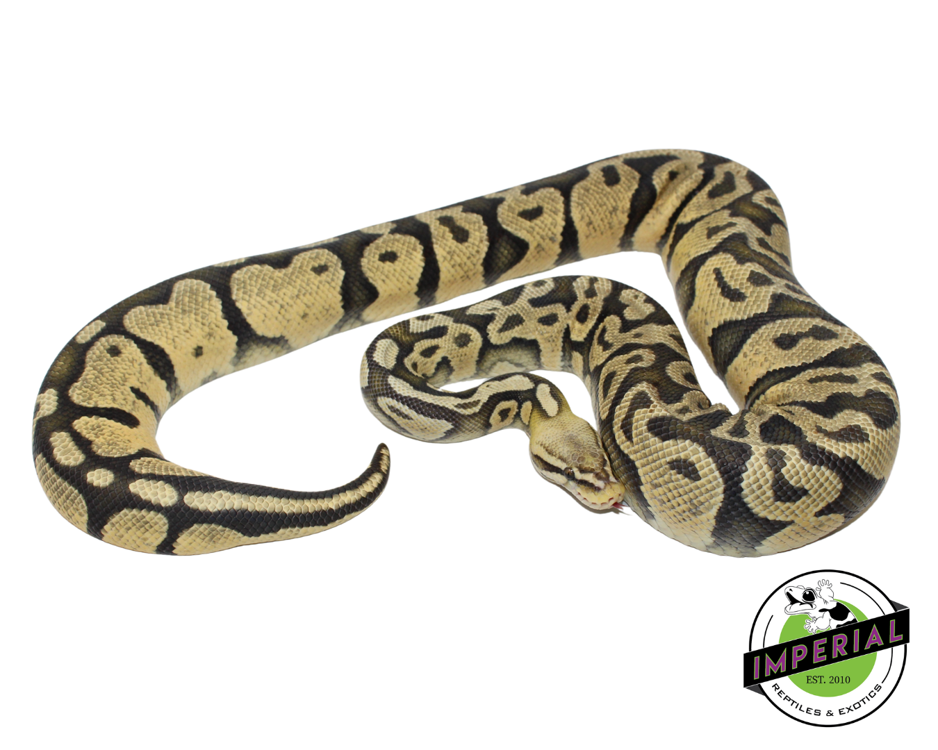 Super Pastel Ghost Adult Female (#123124-02) — image 2