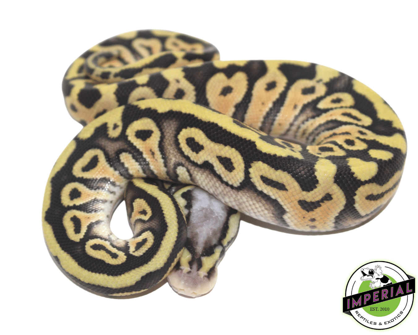 Super Pastel Het Clown Ball Python