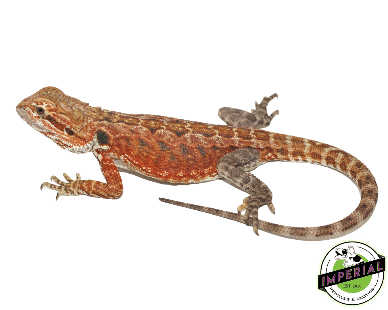 Super Red Leatherback Bearded Dragon Juvenile Female