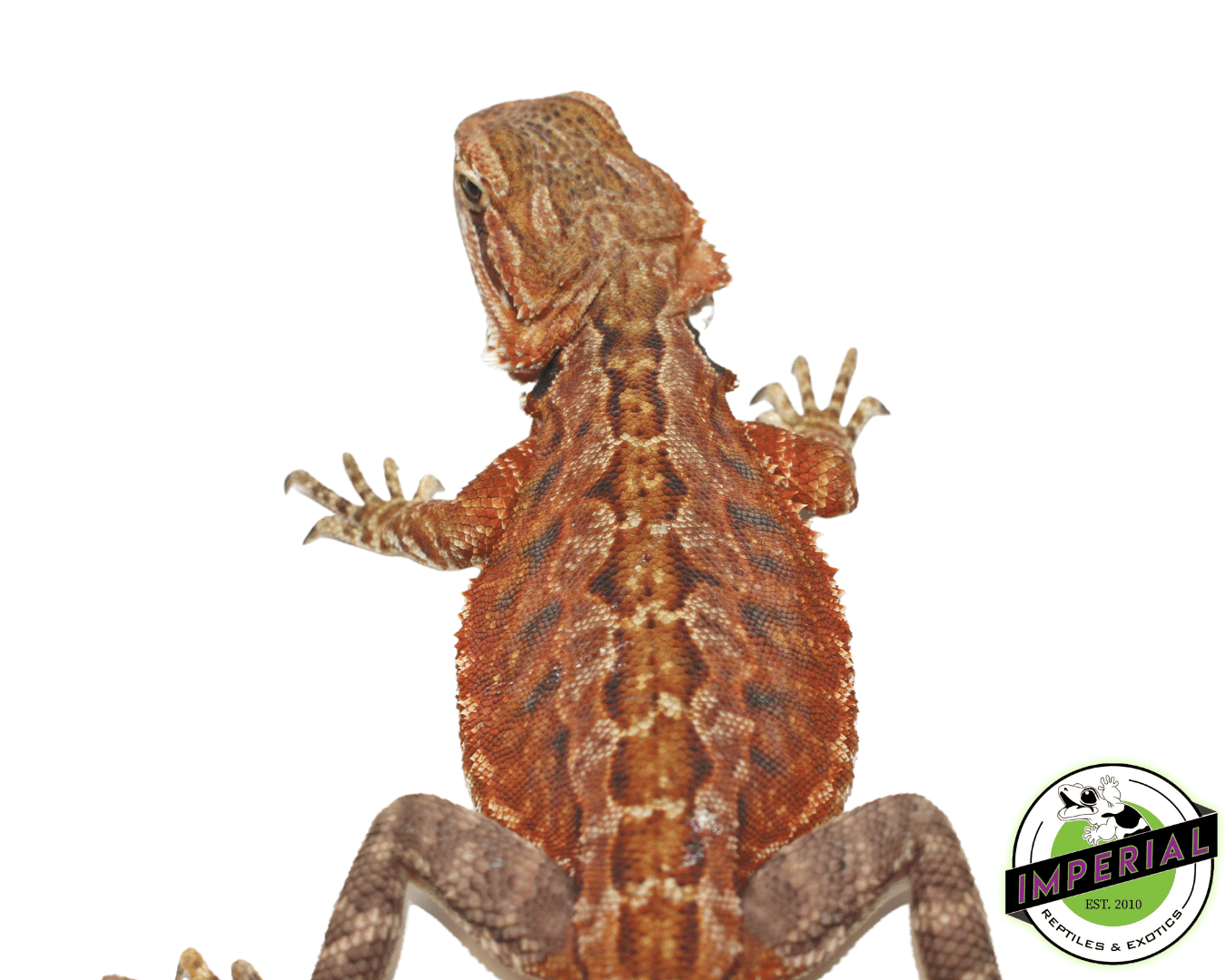 Super Red Leatherback Bearded Dragon Juvenile Female — image 2
