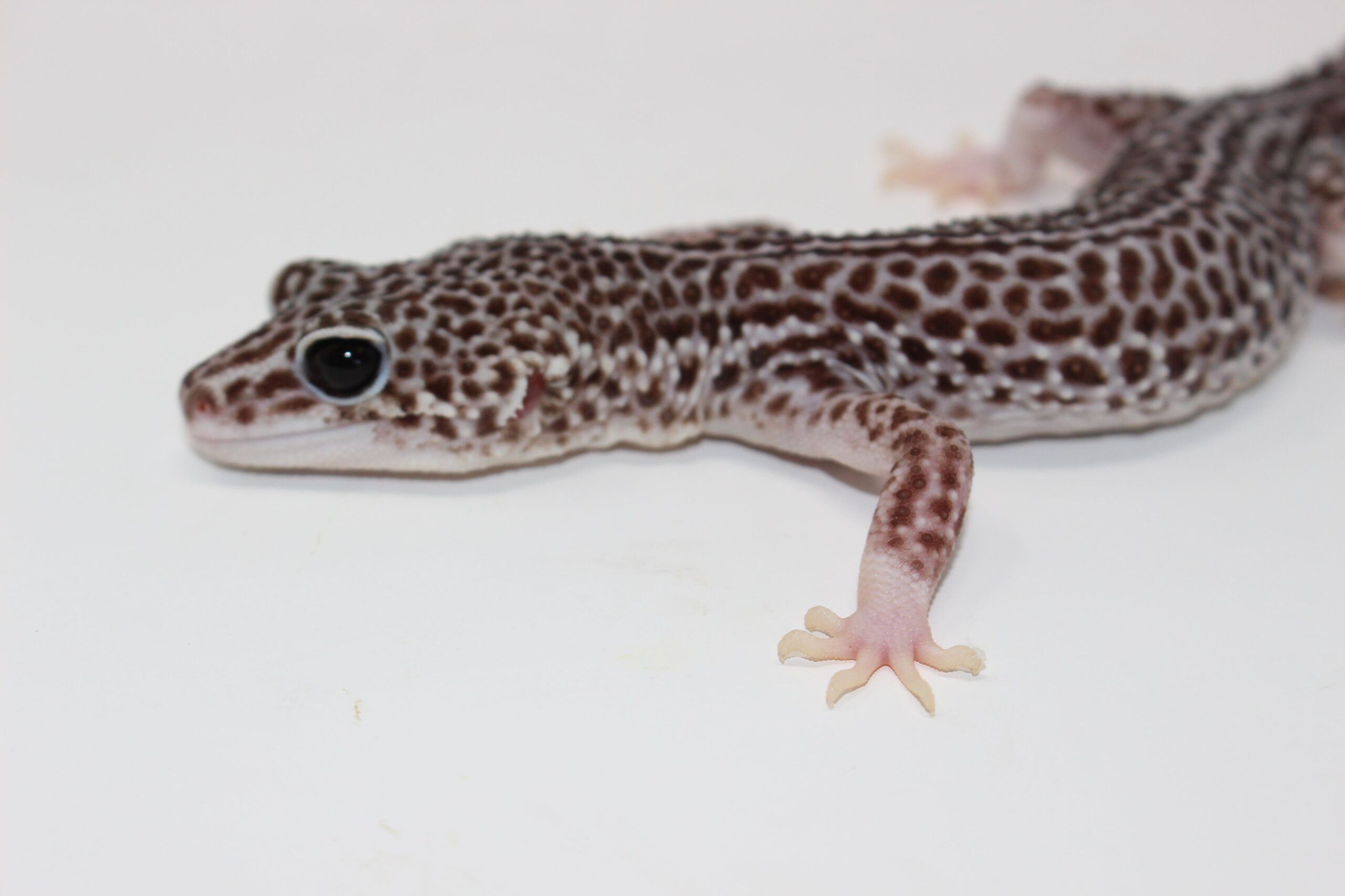 Super Snow Leopard Gecko Adult — image 2