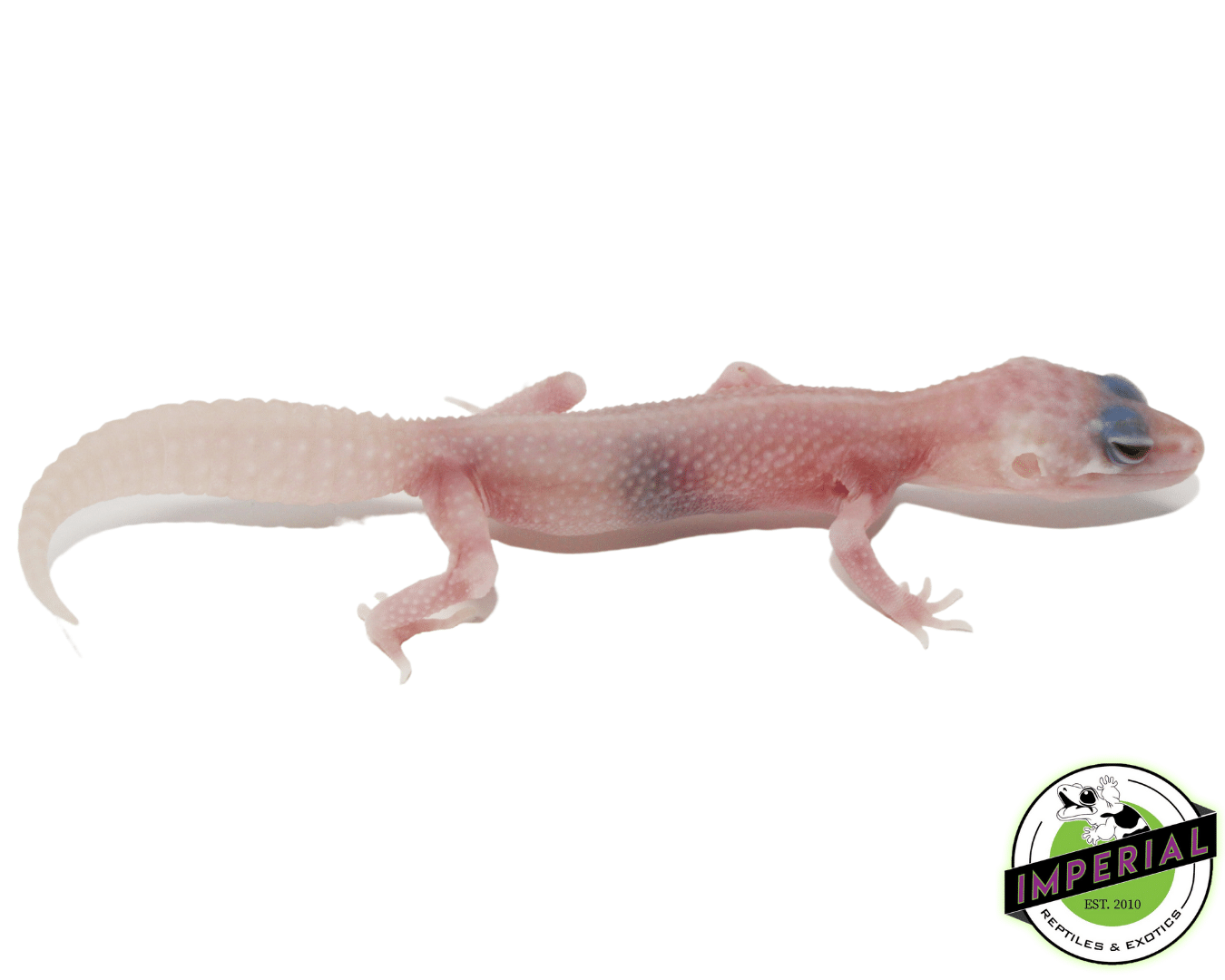 Super Snow Tremper Pos Eclipse Leopard Gecko Baby