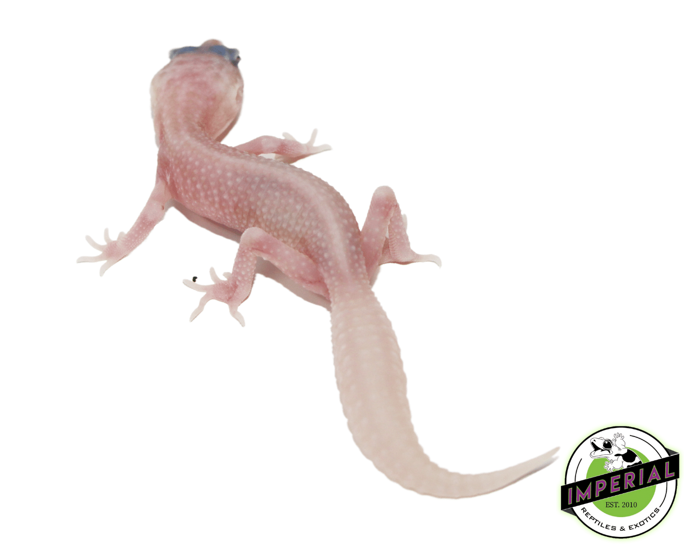 Super Snow Tremper Pos Eclipse Leopard Gecko Baby — image 2