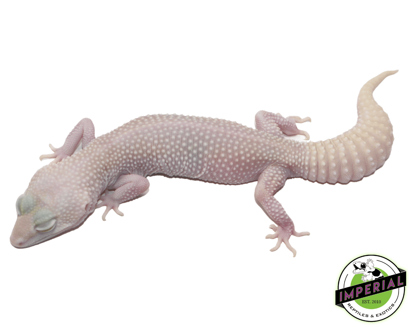Super Snowflake Leopard Gecko Adult Female — image 2