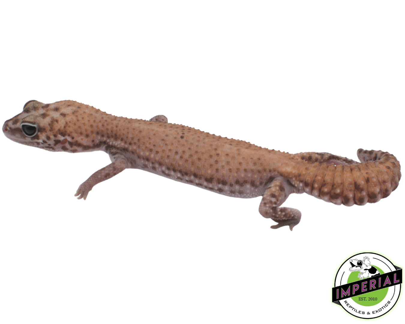 Super Stinger African Fat Tail