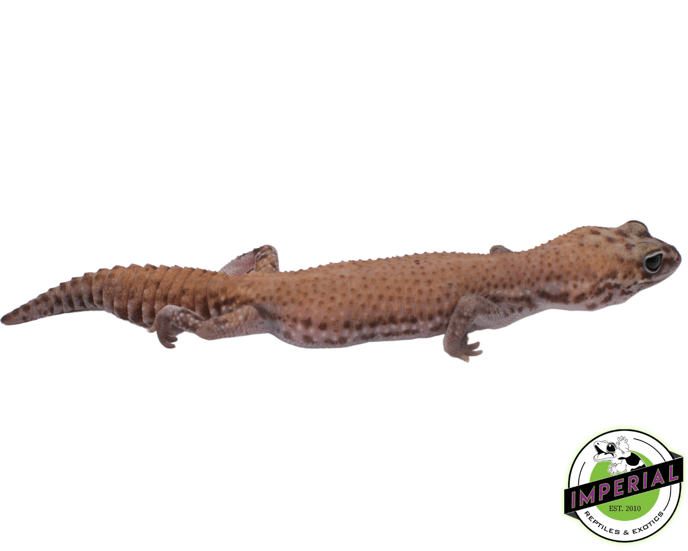 Super Stinger African Fat Tail — image 2