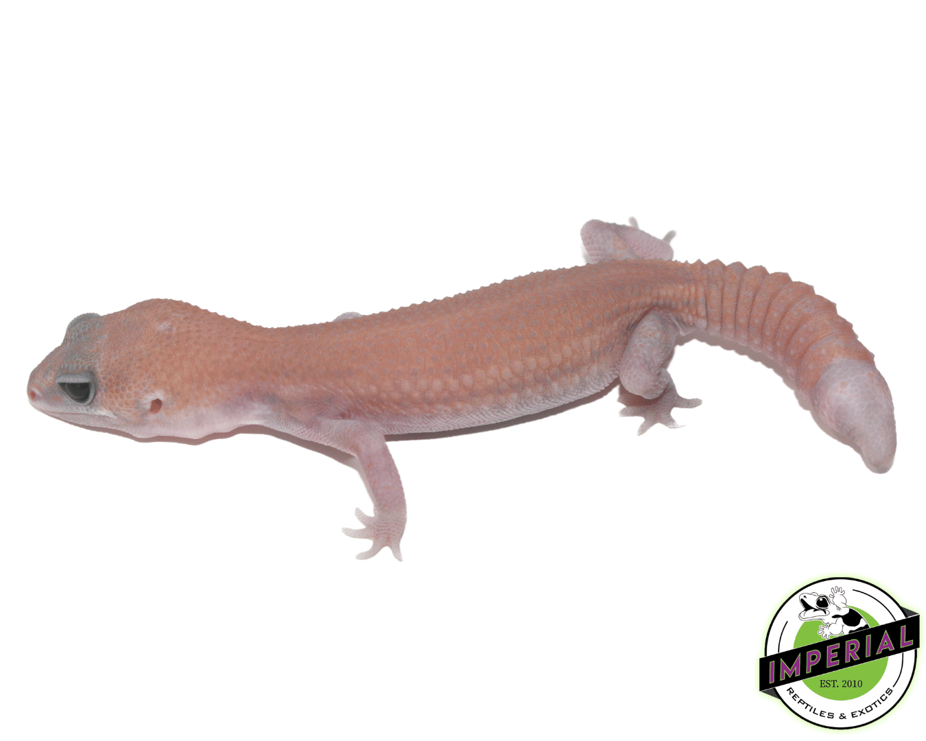 Super Stinger Ghost African Fat Tail Gecko — image 2