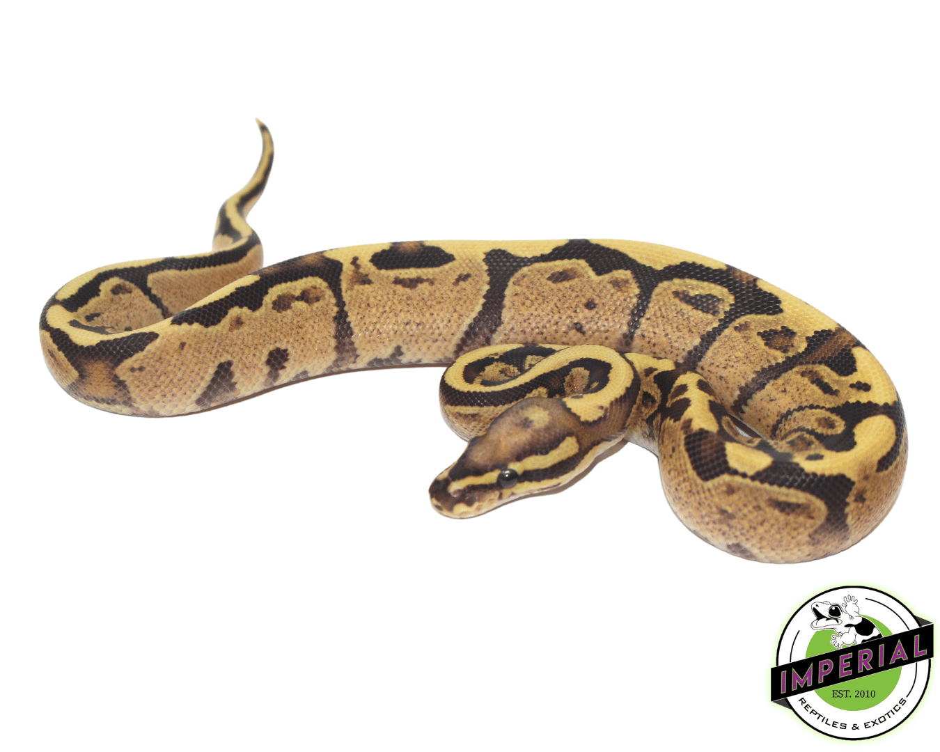 Super Vanilla Ball Python