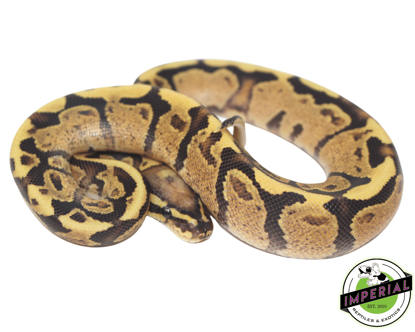 Super Vanilla Ball Python — image 2
