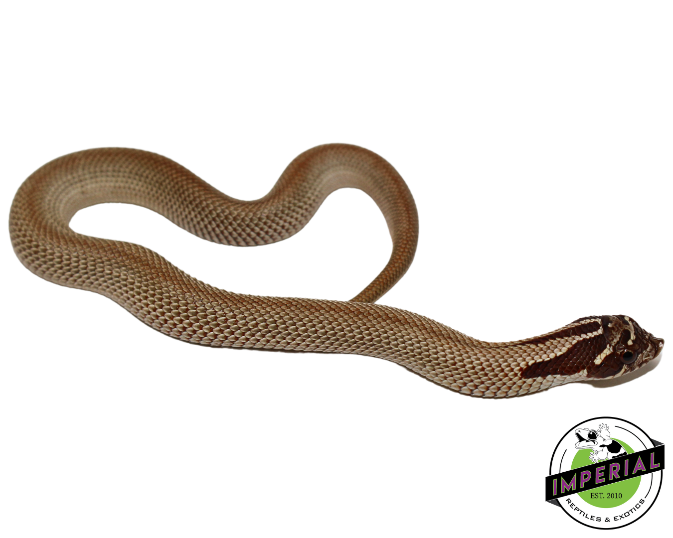 SuperConda Western Hognose Baby — image 2